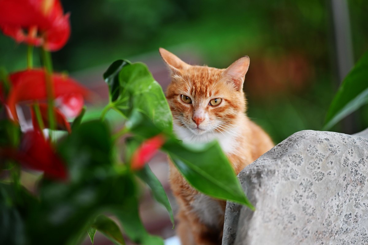 尼康ZF配二代FTZ转接环+105 1.4E随拍自家花卉2