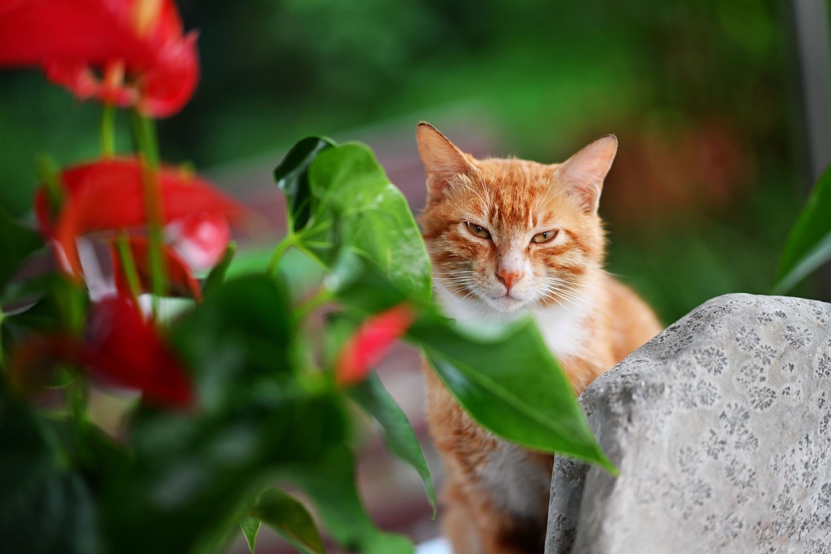 尼康ZF配二代FTZ转接环+105 1.4E随拍自家花卉2