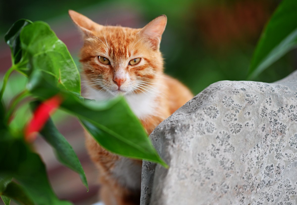尼康ZF配二代FTZ转接环+105 1.4E随拍自家花卉2