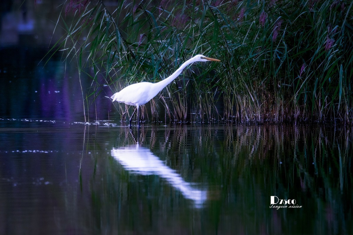 蒙古贞白鹭洲（72）