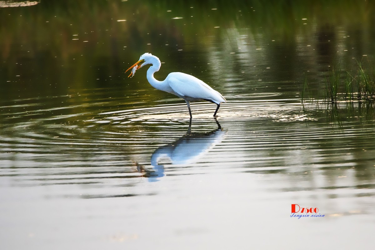 蒙古贞白鹭洲（72）