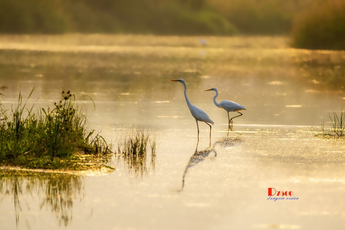 蒙古贞白鹭洲（72）