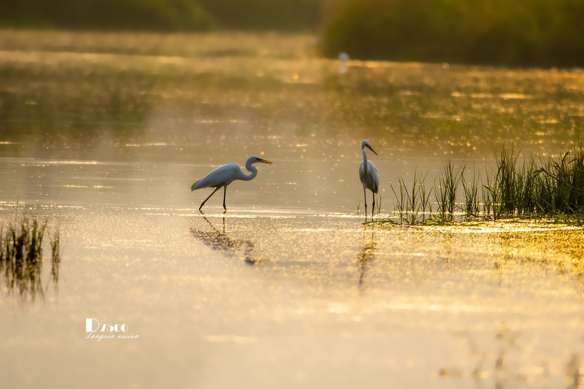 蒙古贞白鹭洲（72）