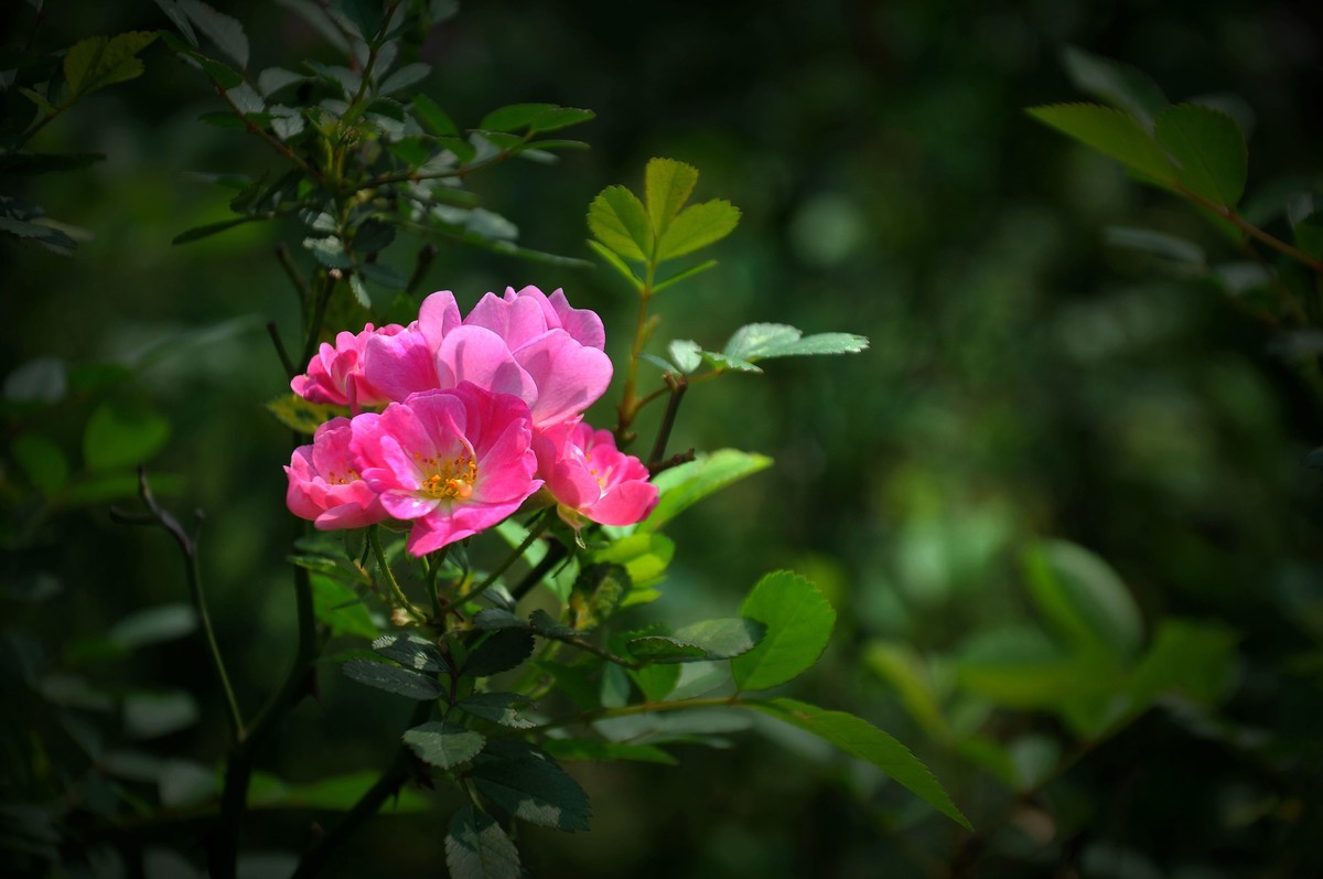 春暖花开