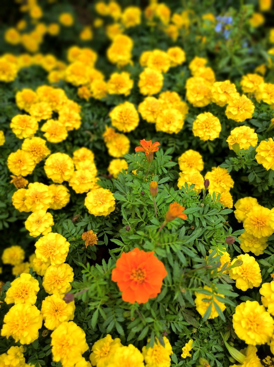 漫步星城 走街串巷（501）沙湾公园