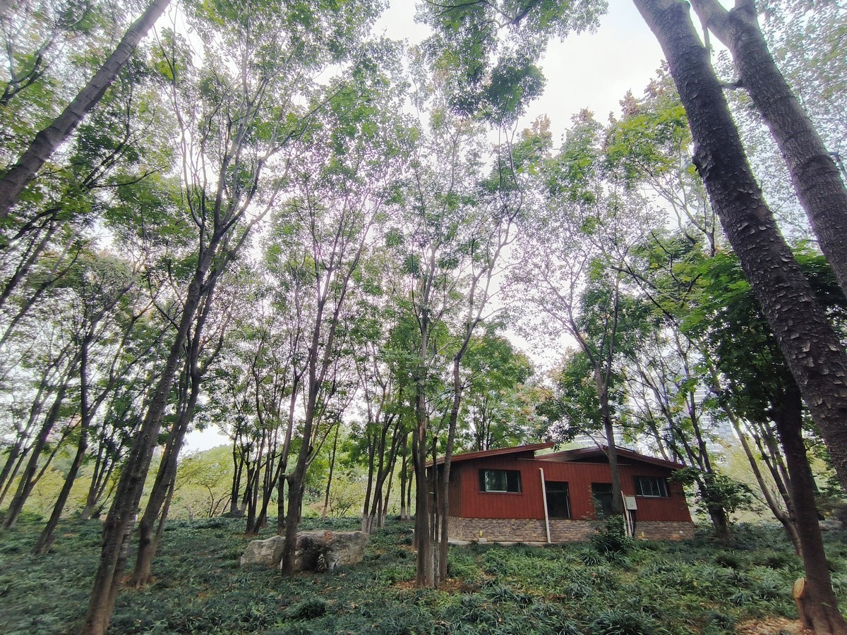 漫步星城 走街串巷（501）沙湾公园