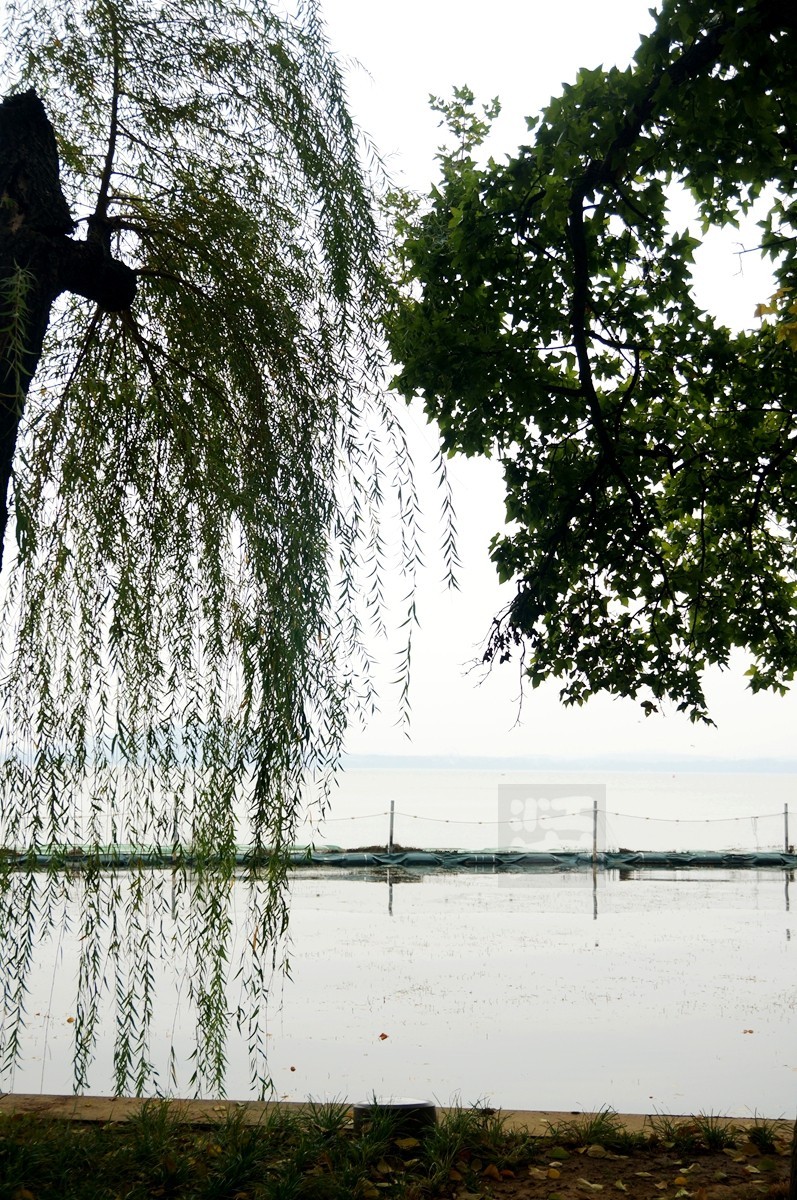 湖畔散步——武汉随笔