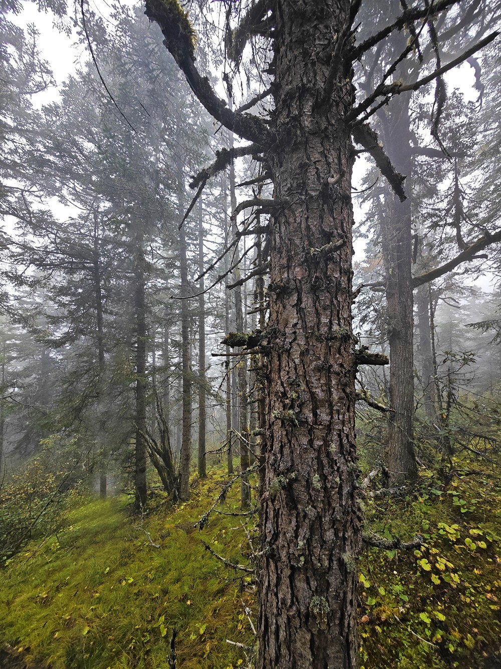 1025雨雾中的黄龙森林