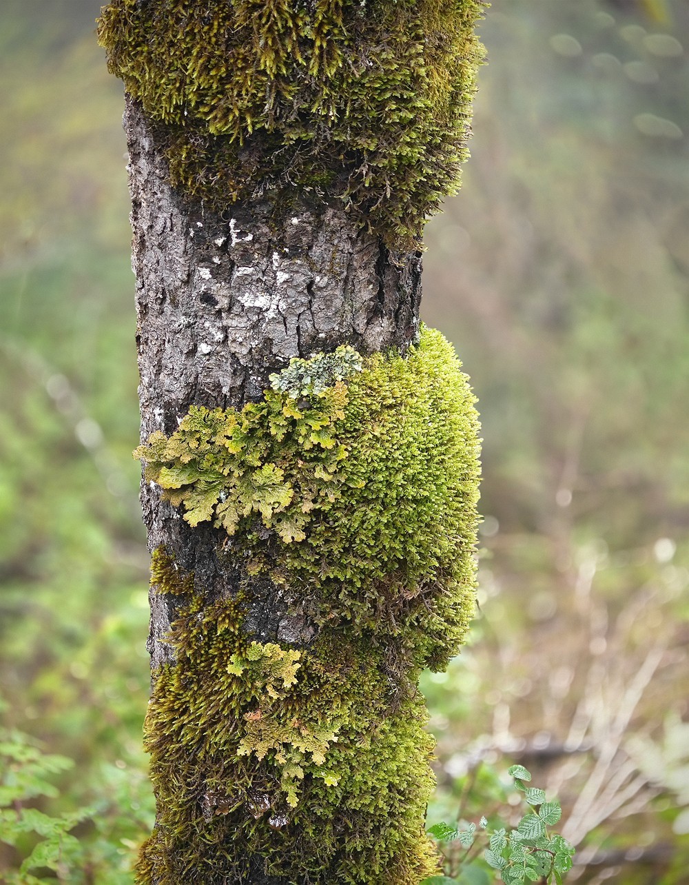 1025雨雾中的黄龙森林