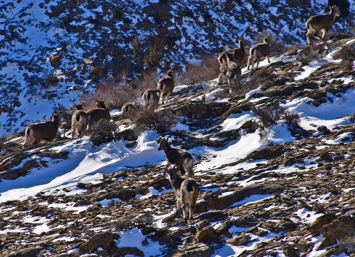 雪后去爬贺兰山