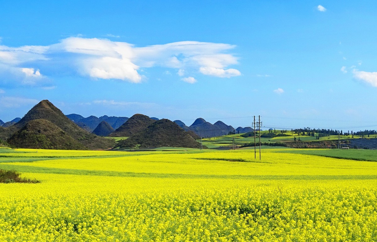 罗平油菜花-中关村在线摄影论坛