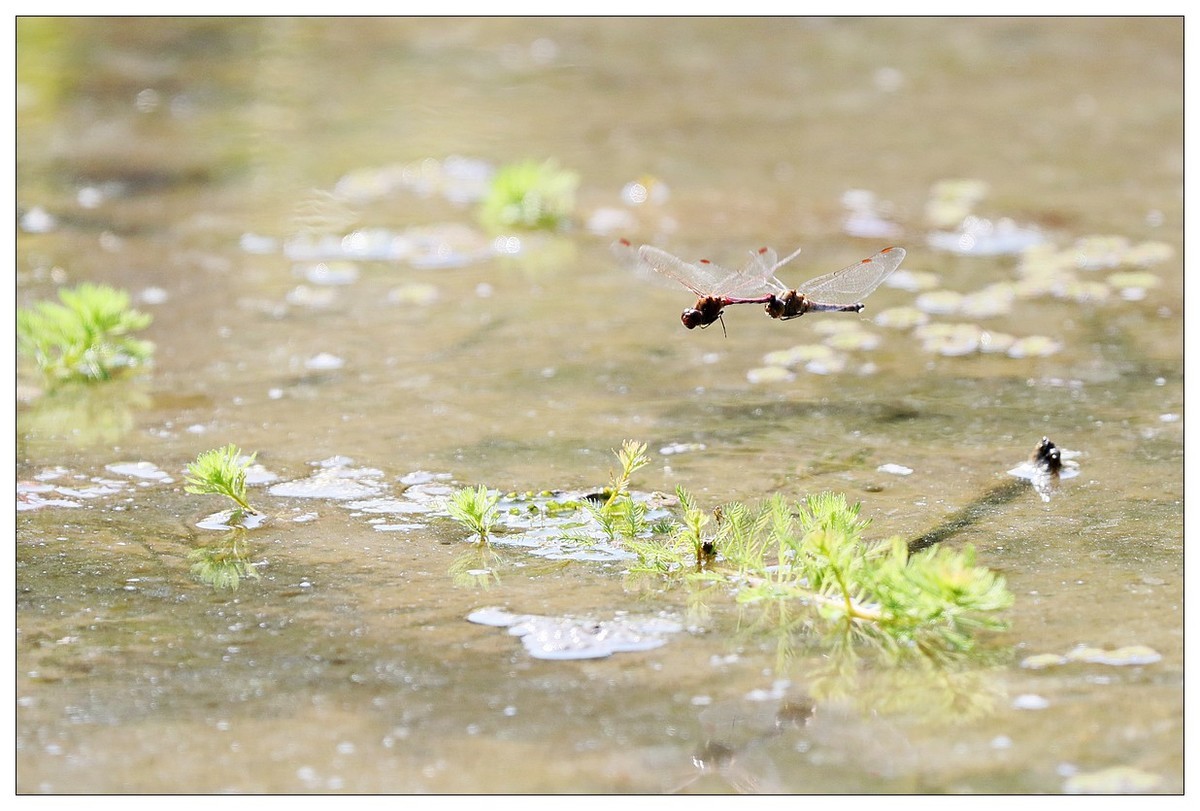 生态小品  蜻蜓的繁殖季