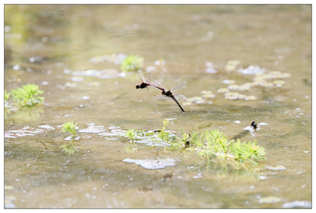 生态小品  蜻蜓的繁殖季