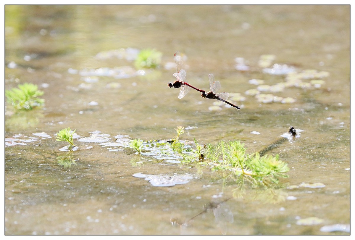 生态小品  蜻蜓的繁殖季