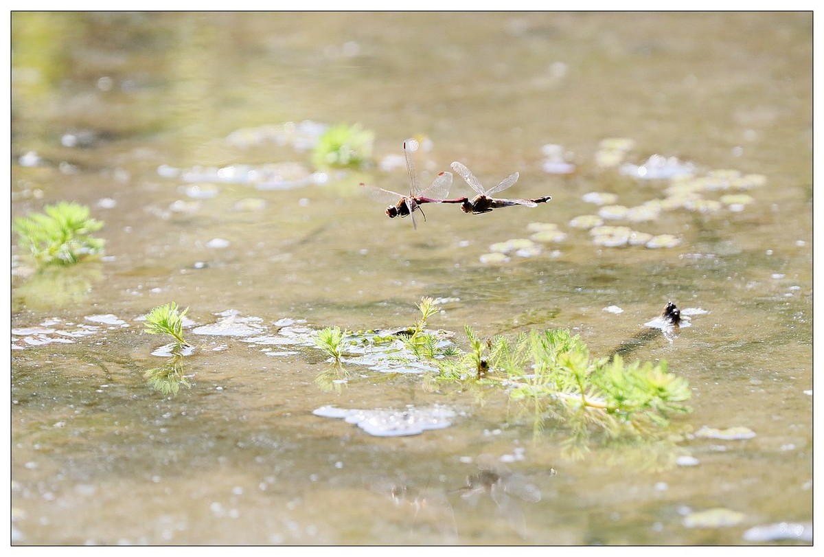 生态小品  蜻蜓的繁殖季