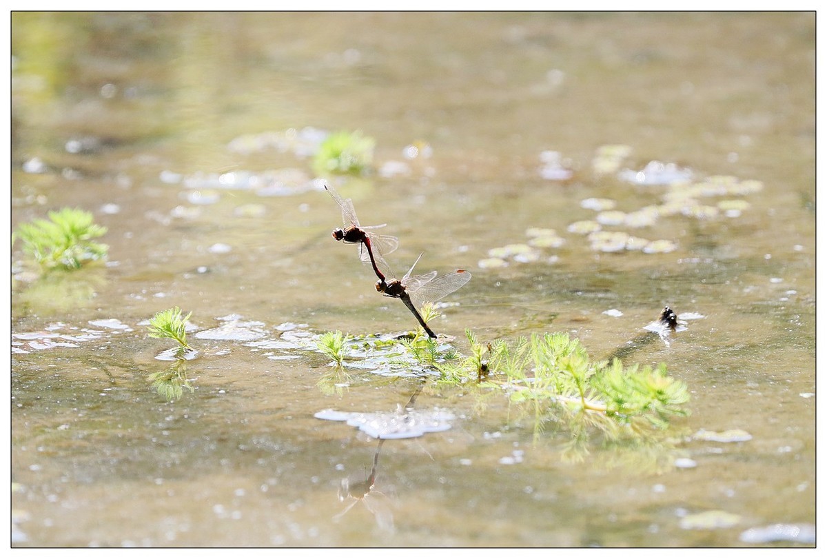 生态小品  蜻蜓的繁殖季