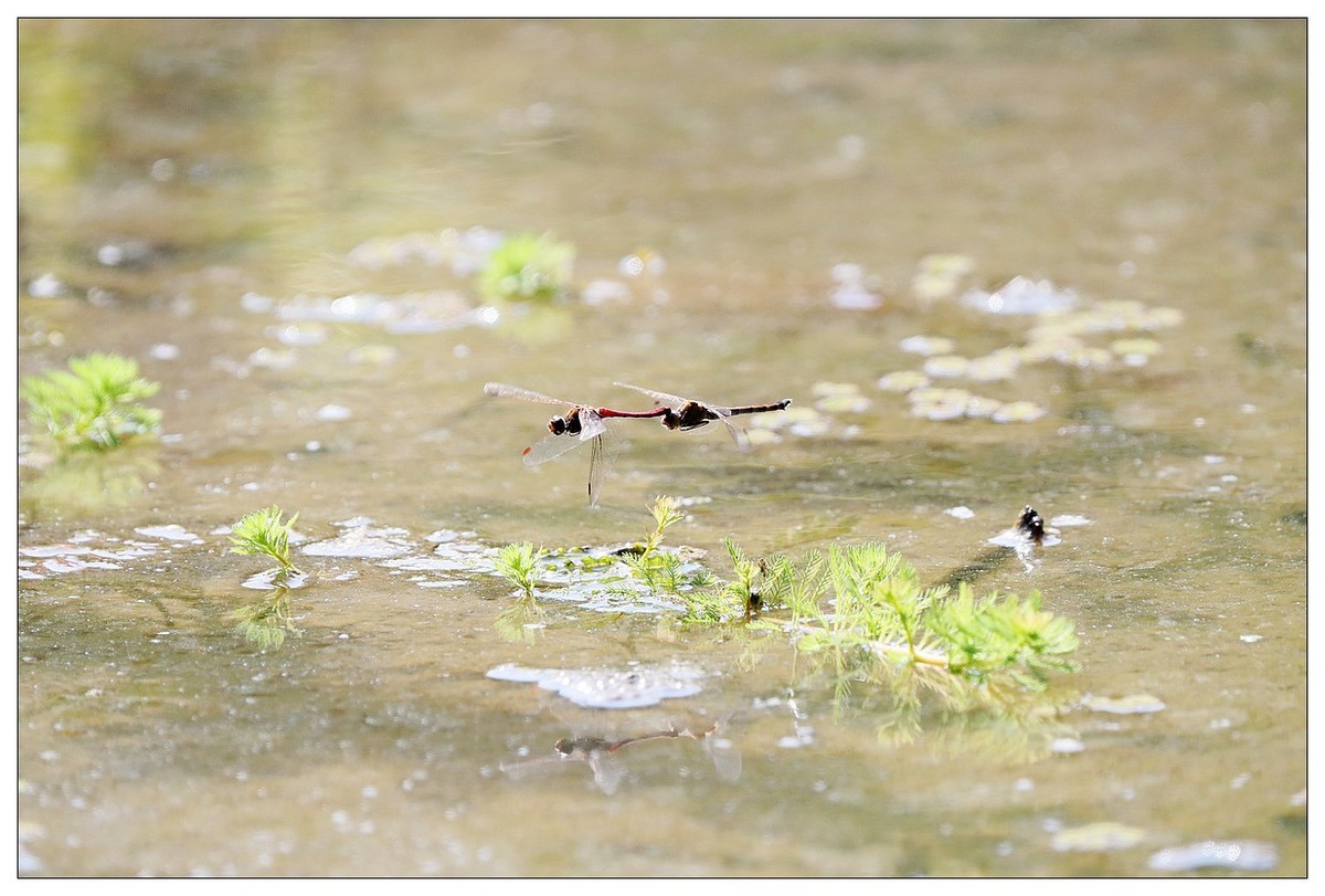 生态小品  蜻蜓的繁殖季