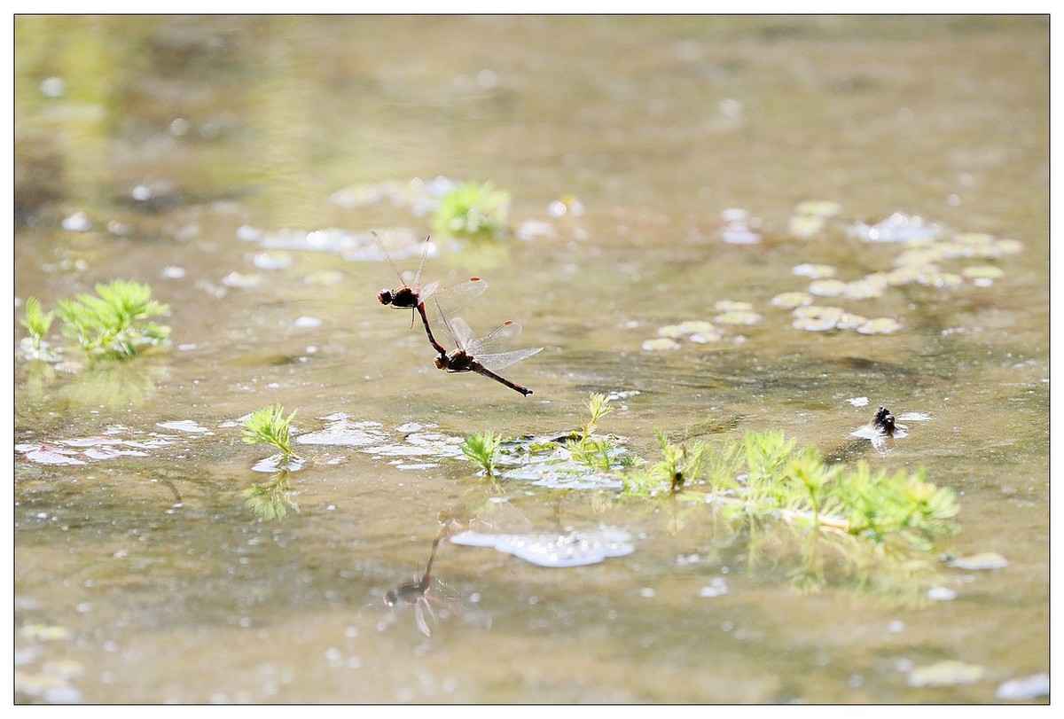 生态小品  蜻蜓的繁殖季