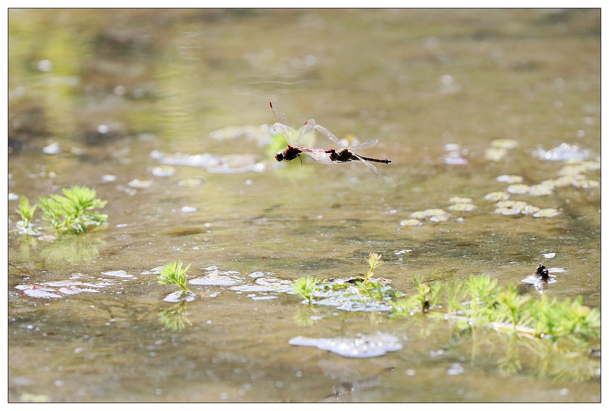 生态小品  蜻蜓的繁殖季