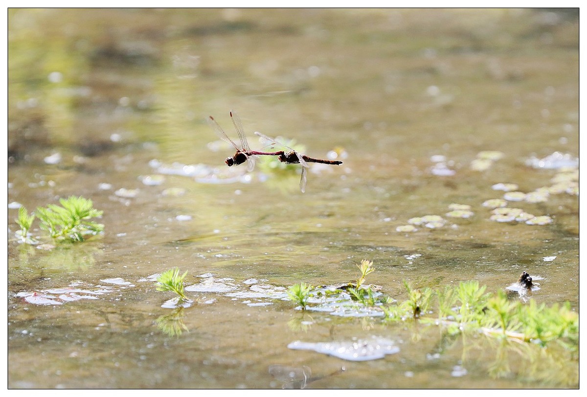 生态小品  蜻蜓的繁殖季