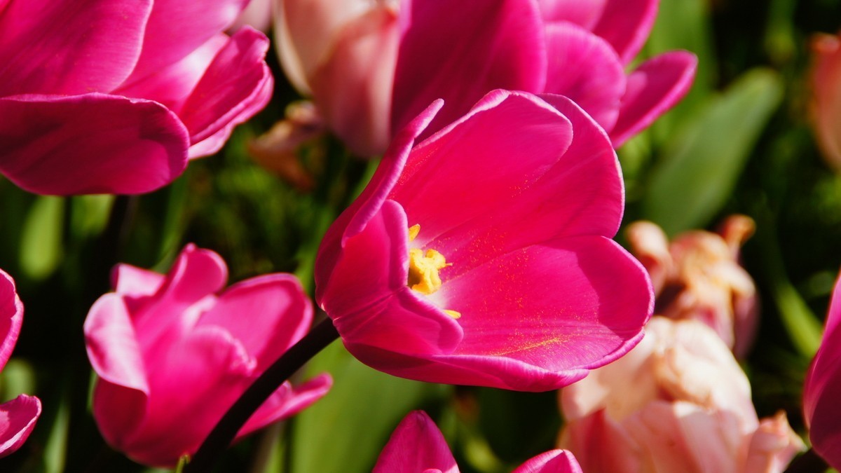 西安植物园拍各色郁金香