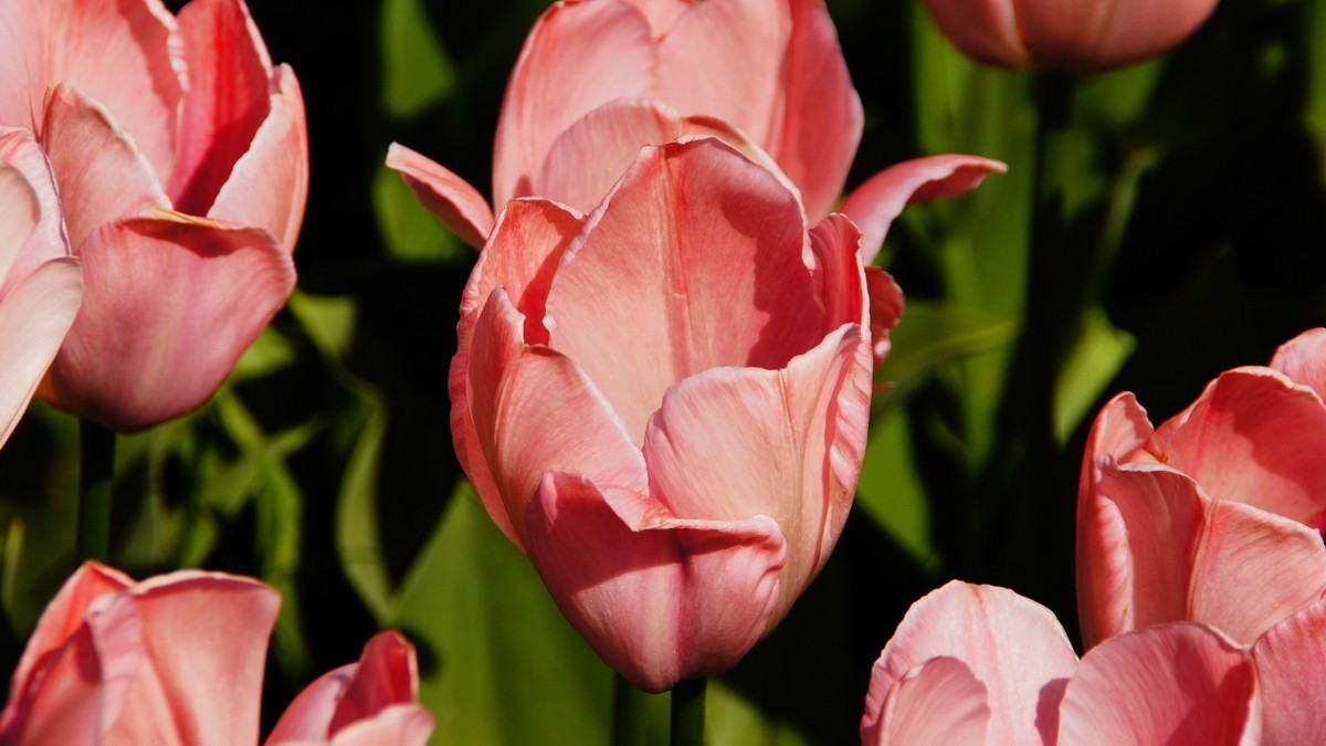 西安植物园拍各色郁金香