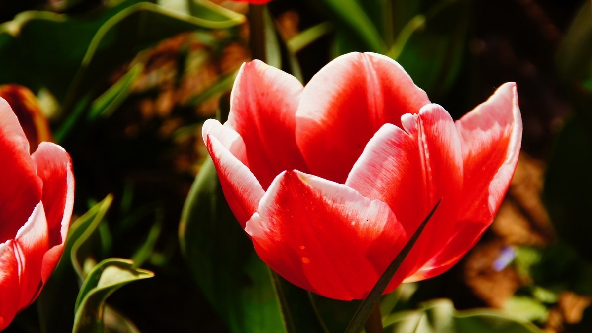 西安植物园拍各色郁金香
