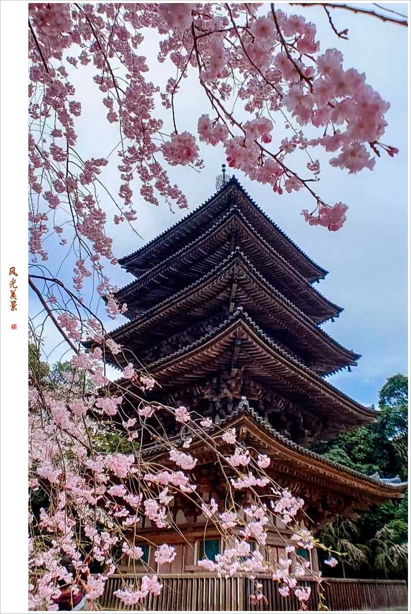 2023年第0240贴-樱花季纪实抓拍（0411F）