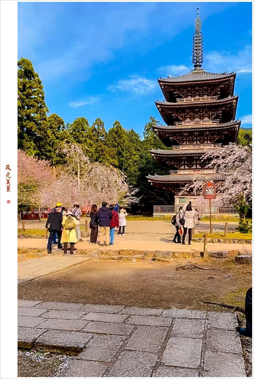 2023年第0240贴-樱花季纪实抓拍（0411F）