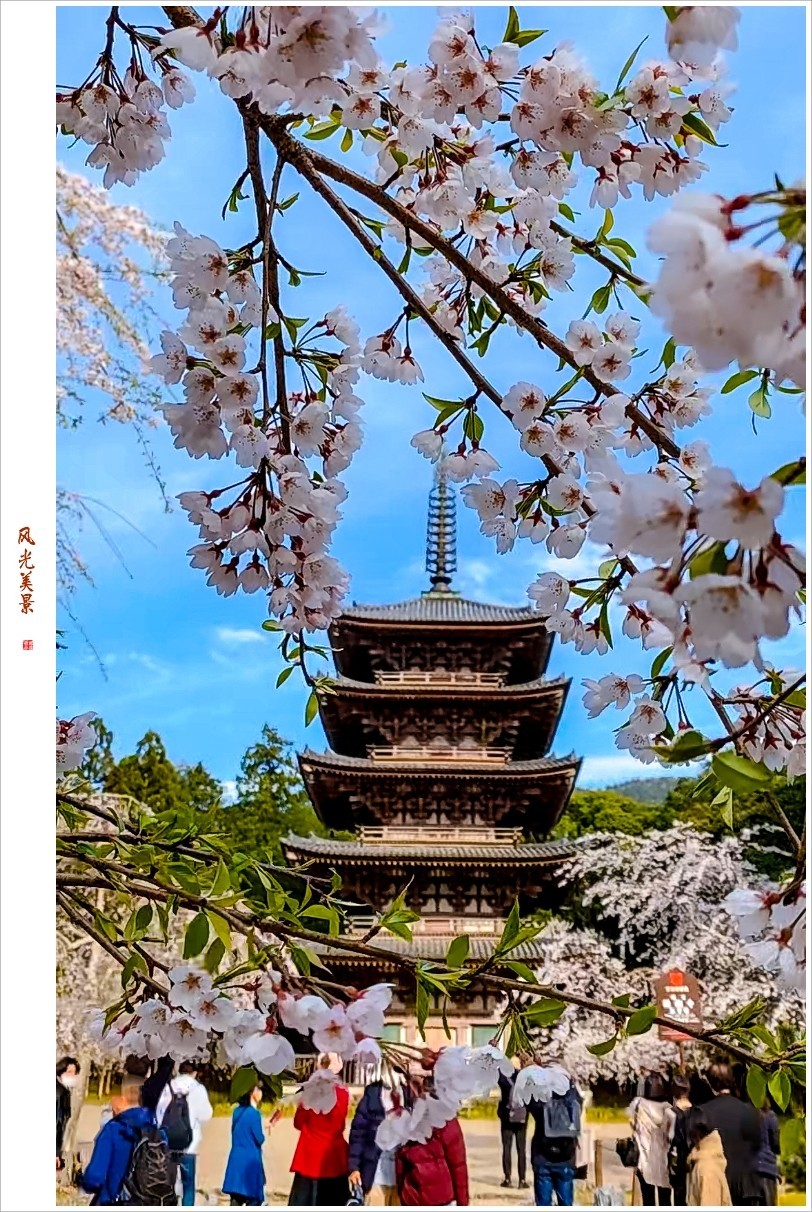 2023年第0240贴-樱花季纪实抓拍（0411F）
