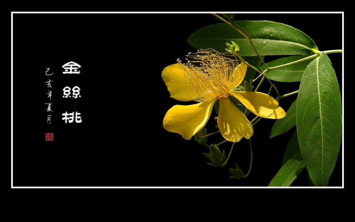 金色桃花金色蕊，金丝摇曳格外美