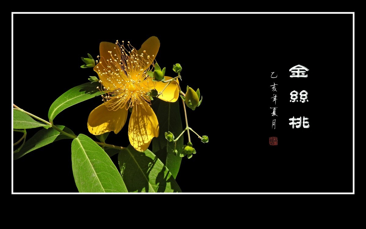 金色桃花金色蕊，金丝摇曳格外美