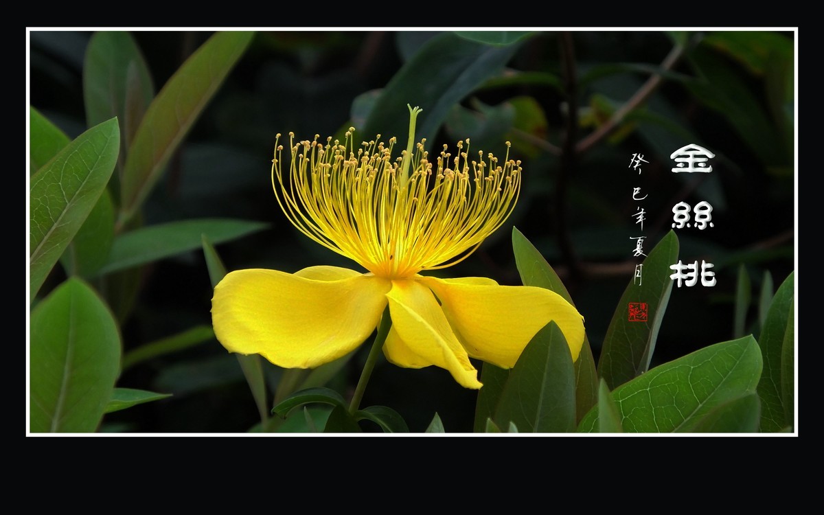 金色桃花金色蕊，金丝摇曳格外美