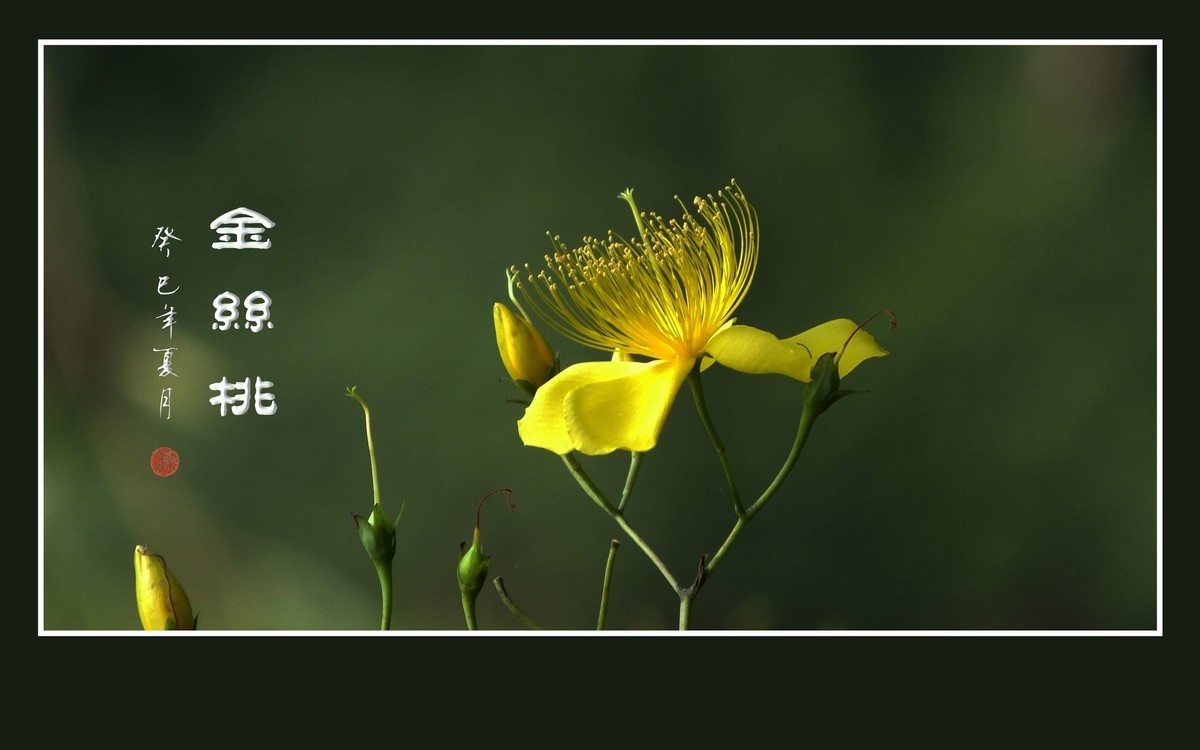 金色桃花金色蕊，金丝摇曳格外美