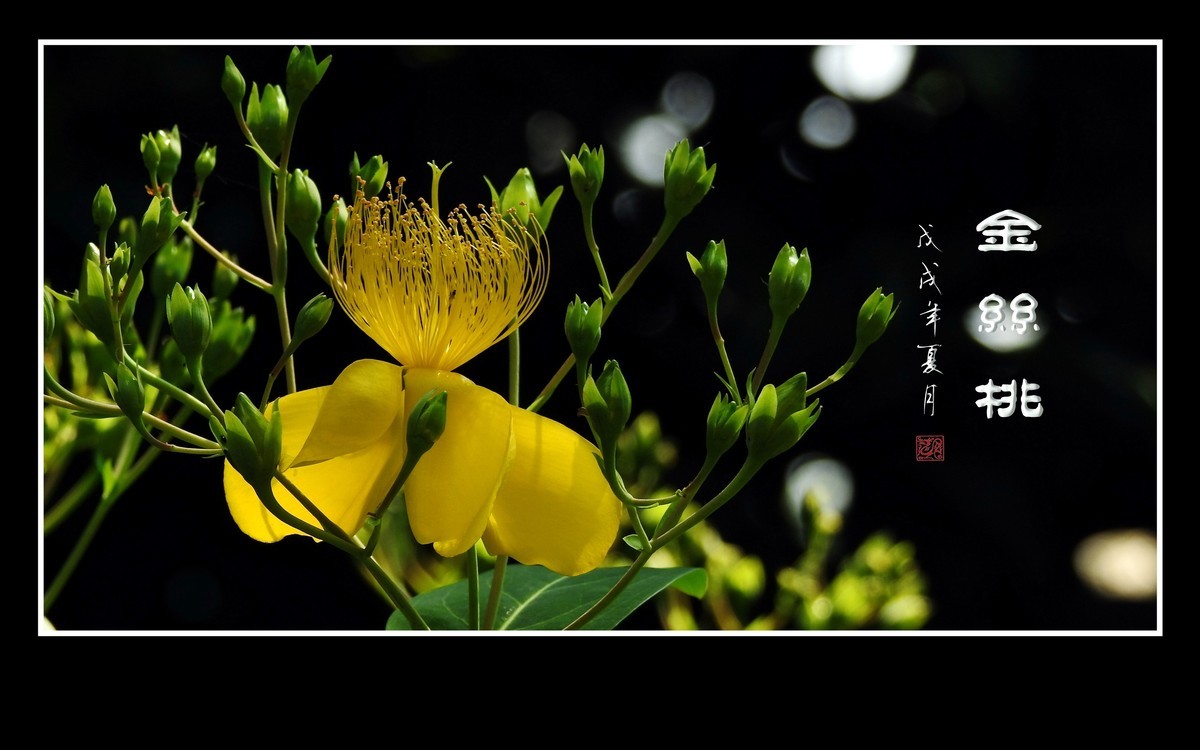 金色桃花金色蕊，金丝摇曳格外美