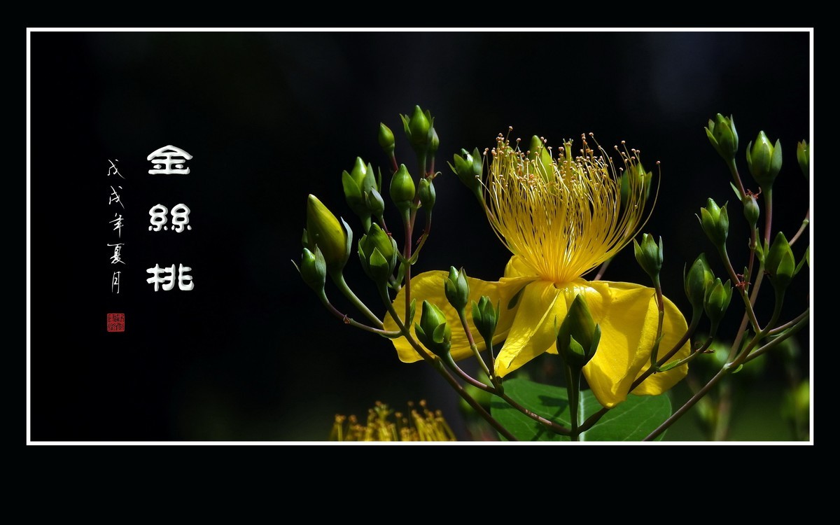 金色桃花金色蕊，金丝摇曳格外美