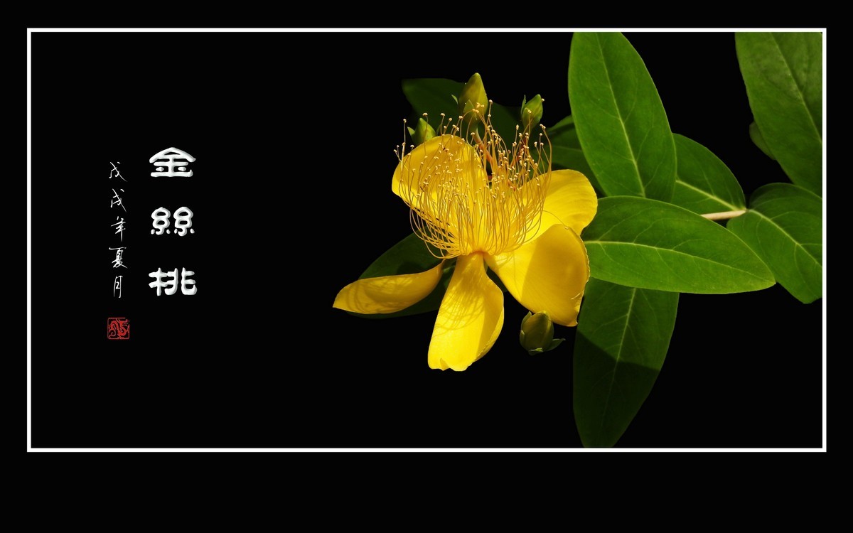 金色桃花金色蕊，金丝摇曳格外美