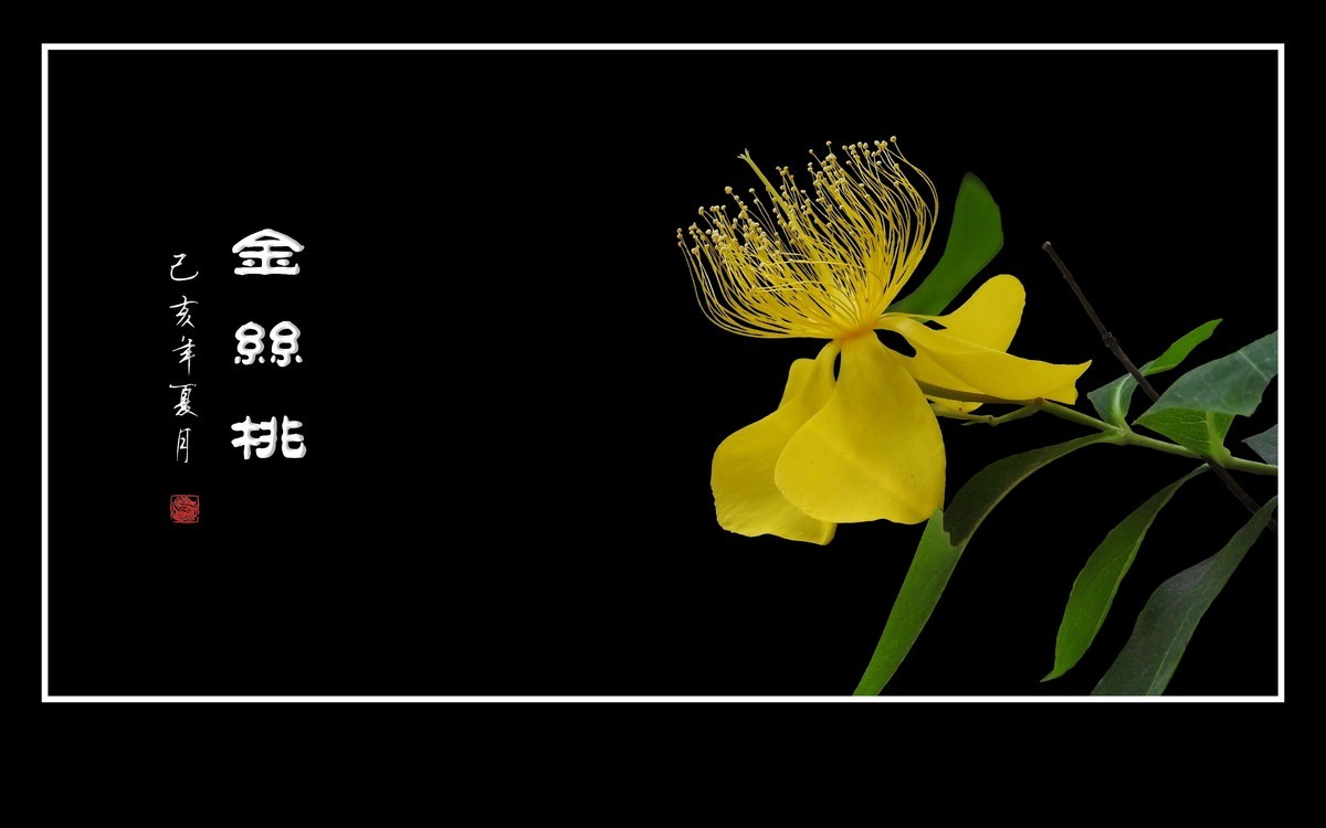 金色桃花金色蕊，金丝摇曳格外美