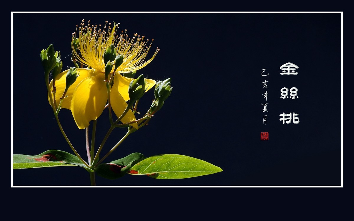 金色桃花金色蕊，金丝摇曳格外美