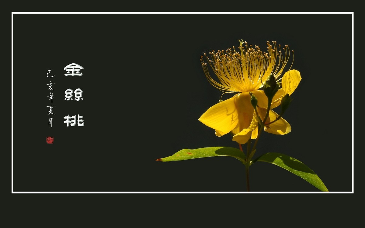 金色桃花金色蕊，金丝摇曳格外美