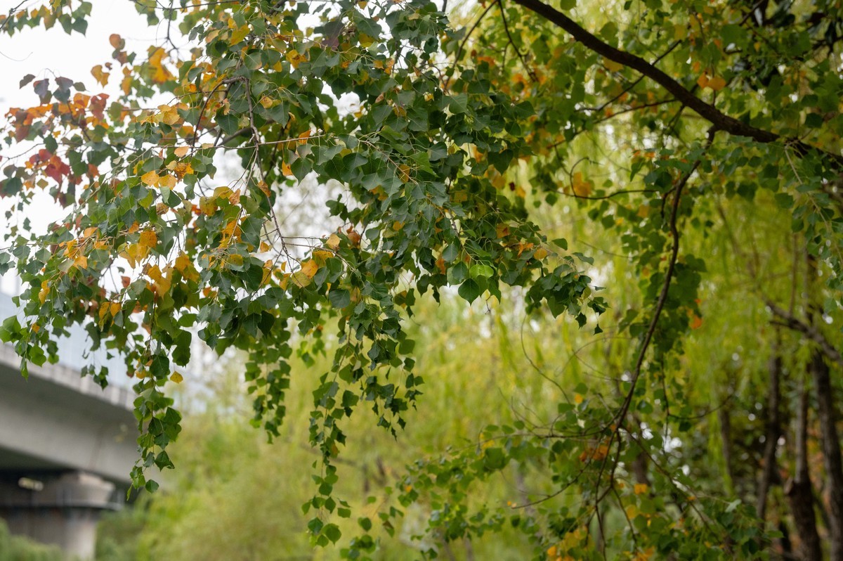 庐州印象（403）匡河公园初冬