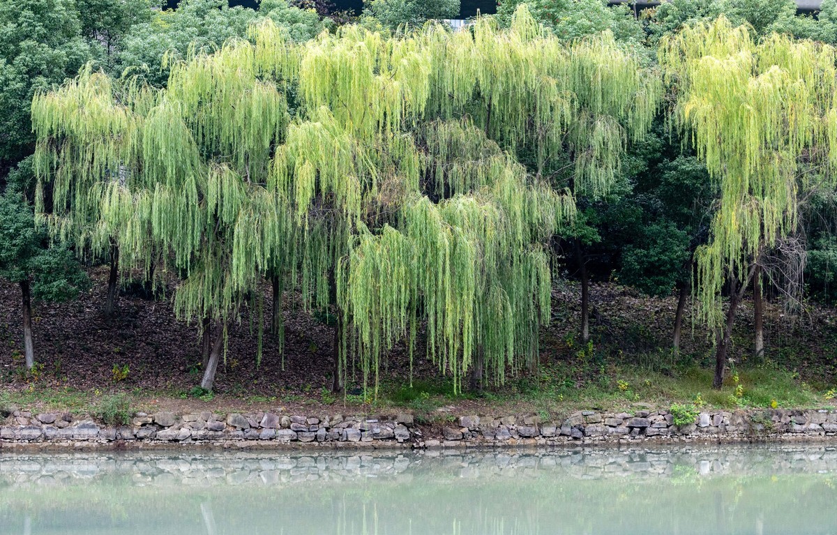 庐州印象（403）匡河公园初冬