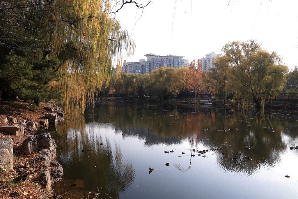 柳荫公园的深秋