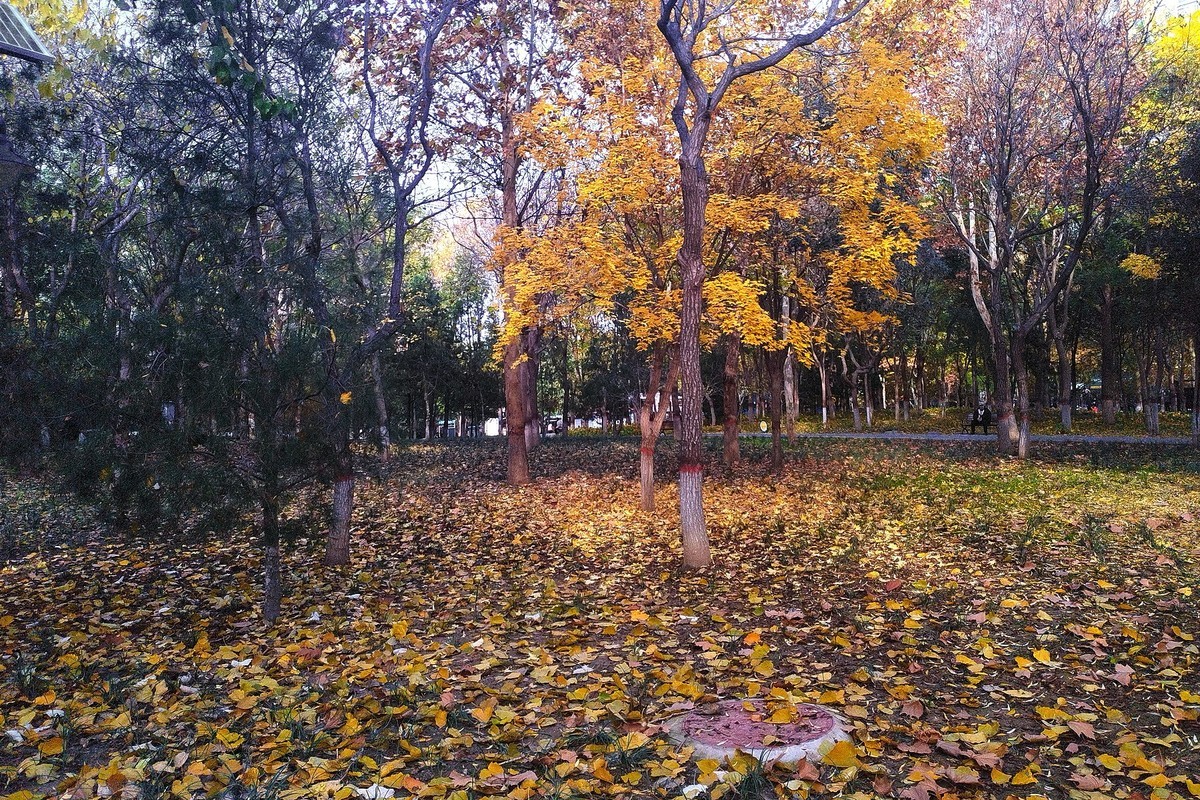 晚秋·槐北公园