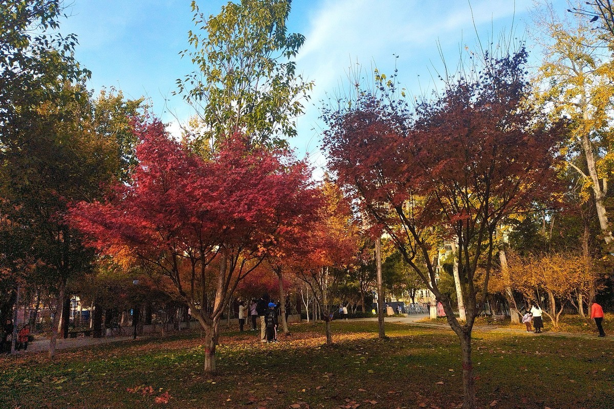 晚秋·槐北公园