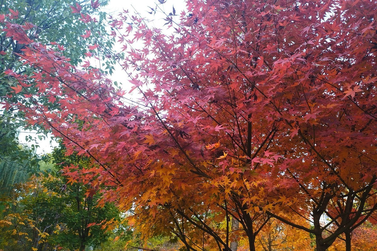 晚秋·槐北公园