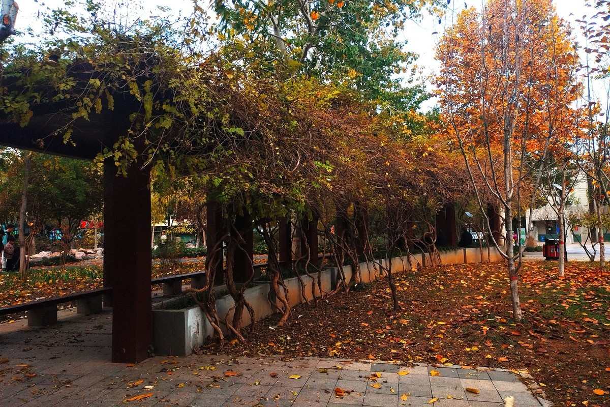 晚秋·槐北公园