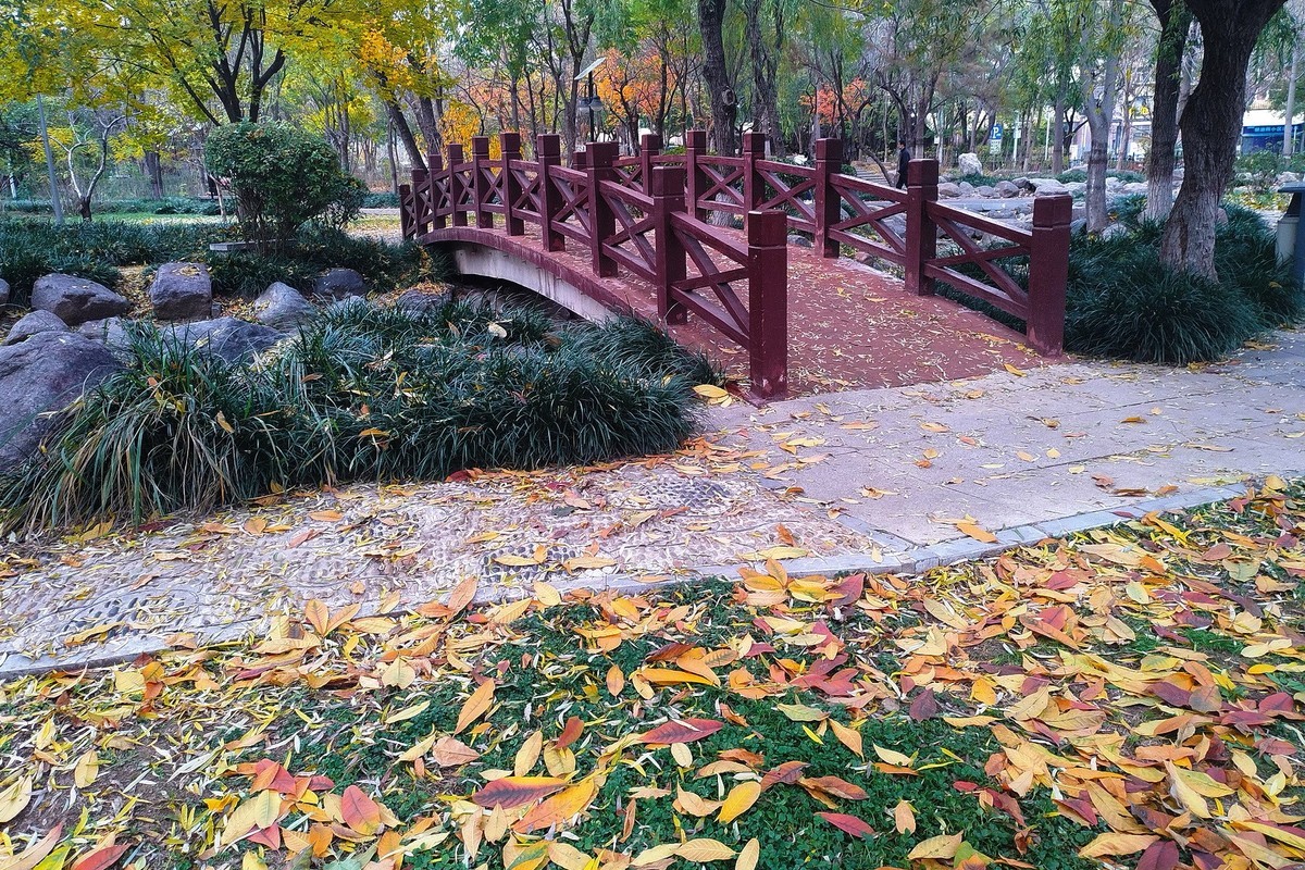 晚秋·槐北公园