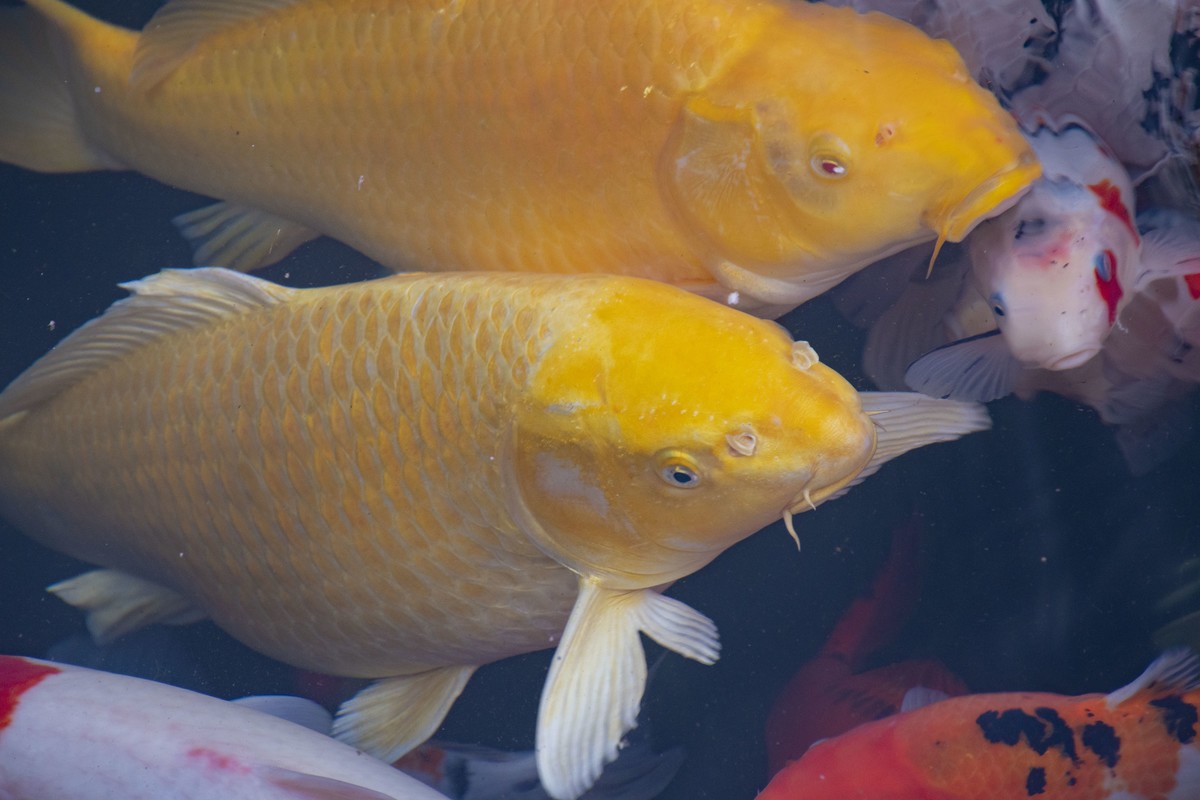 拍照狂魔之无锡灵山二【15P】