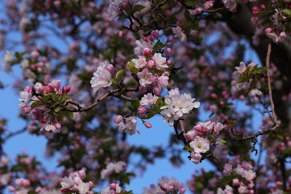 元大都的海棠花溪
